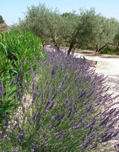 Un Gite En Provence - Les Jardins De Fontanille Saint-Rémy-de-Provence Eksteriør bilde
