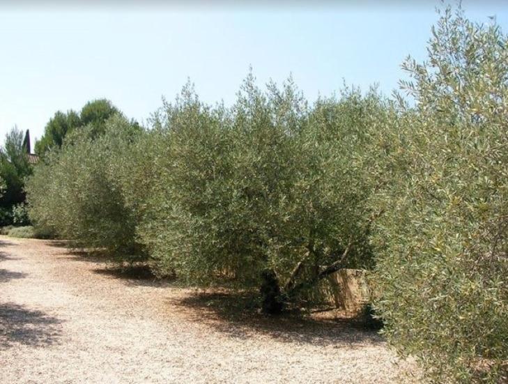 Un Gite En Provence - Les Jardins De Fontanille Saint-Rémy-de-Provence Eksteriør bilde